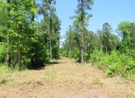 49+/- Acres of Hunting and Timber Land For Sale in Columbus County, NC!