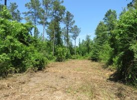 49+/- Acres of Hunting and Timber Land For Sale in Columbus County, NC!