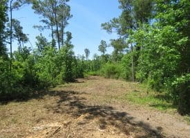 49+/- Acres of Hunting and Timber Land For Sale in Columbus County, NC!