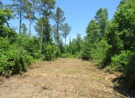 49+/- Acres of Hunting and Timber Land For Sale in Columbus County, NC!