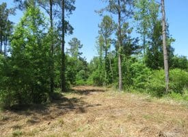 49+/- Acres of Hunting and Timber Land For Sale in Columbus County, NC!