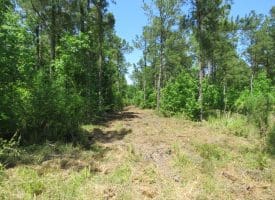 49+/- Acres of Hunting and Timber Land For Sale in Columbus County, NC!