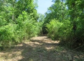 49+/- Acres of Hunting and Timber Land For Sale in Columbus County, NC!