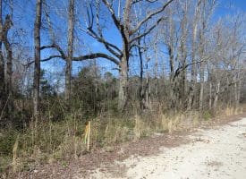 16+/- Acres of Farm and Development Land For Sale in Robeson County, NC!