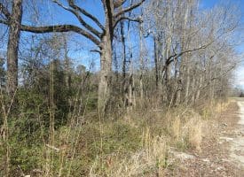 16+/- Acres of Farm and Development Land For Sale in Robeson County, NC!